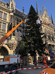 Ankunft des Christbaums aus aus Steingaden gegen 5.30 Uhr auf dem Marienplatz (©Foto. Martin Schmitz)